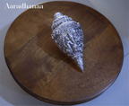 Silver Finish Decorative Shankh (Conch) Idol for Home Temple & Vastu Décor